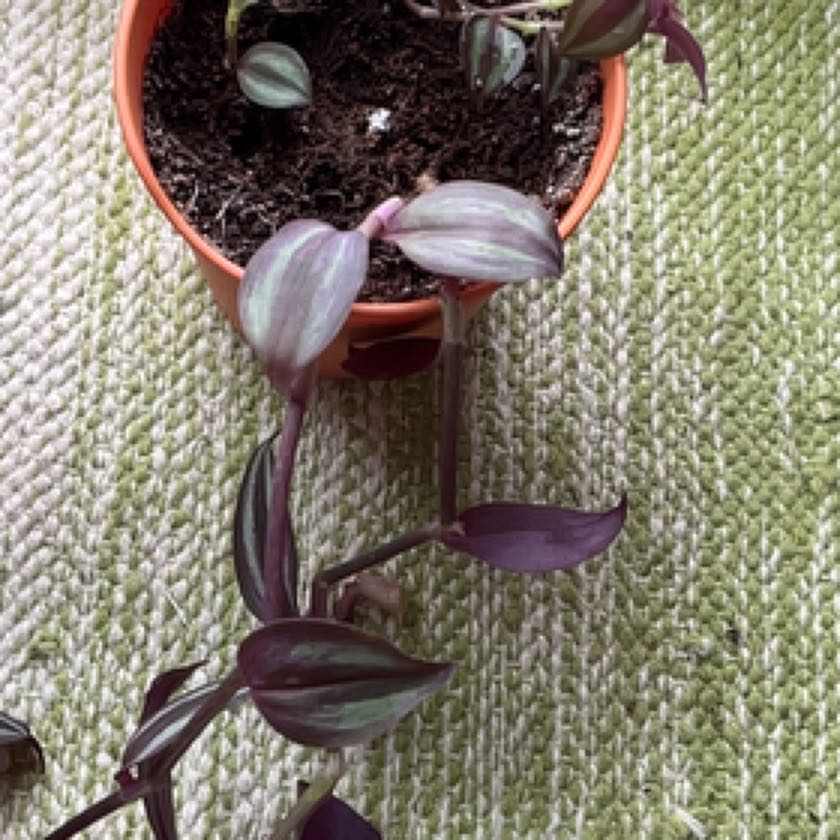 Photo of the plant species Tradescantia zebrina 'Purple Passion' by @Elizabethbeacon named Purple Passion on Greg, the plant care app