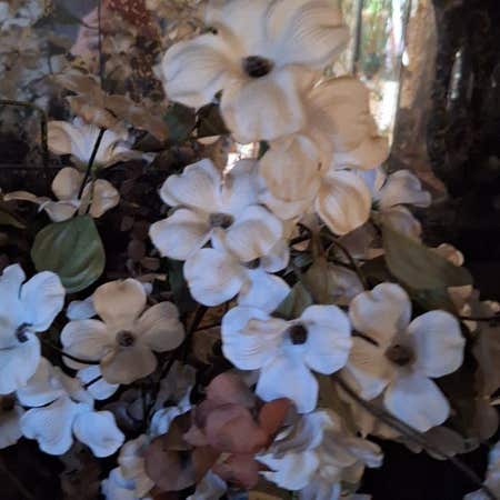 Photo of the plant species Skyvine by @IncisiveRockfig named Shakira on Greg, the plant care app