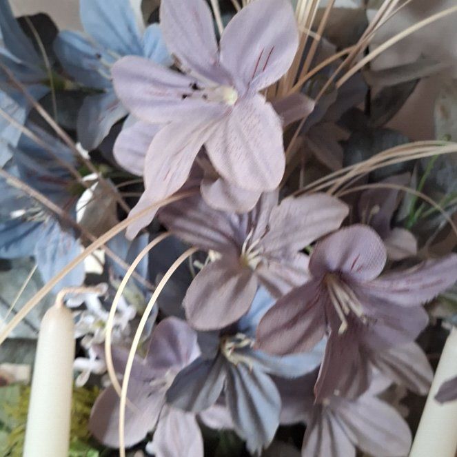Photo of the plant species Carolina Springbeauty by @IncisiveRockfig named Denali on Greg, the plant care app