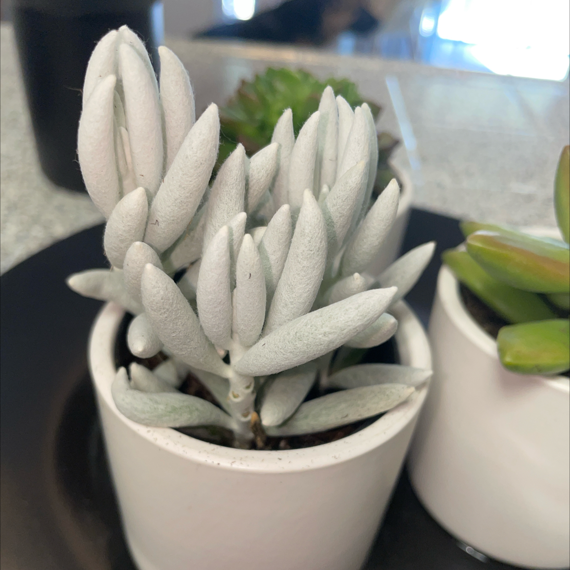 Photo of the plant species narrow leaf chalksticks by @UrbaneLukasikii named Harper on Greg, the plant care app