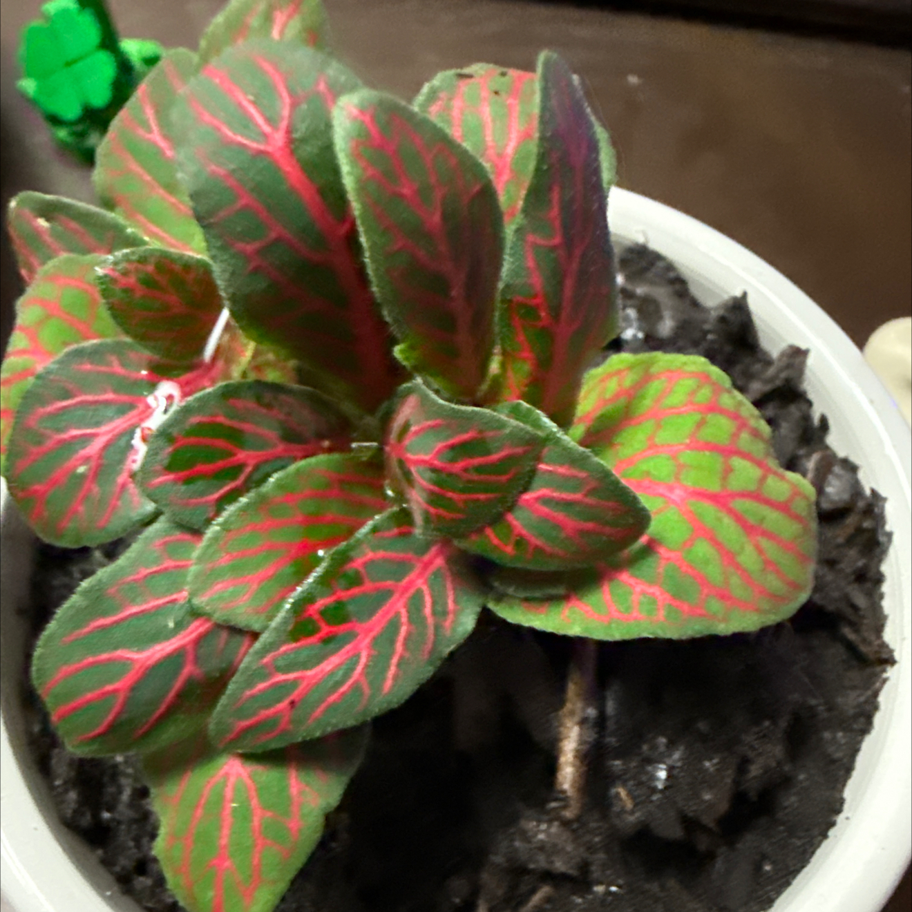 Photo of the plant species Nerve Plant by @Neatundertaker named Skeleton on Greg, the plant care app