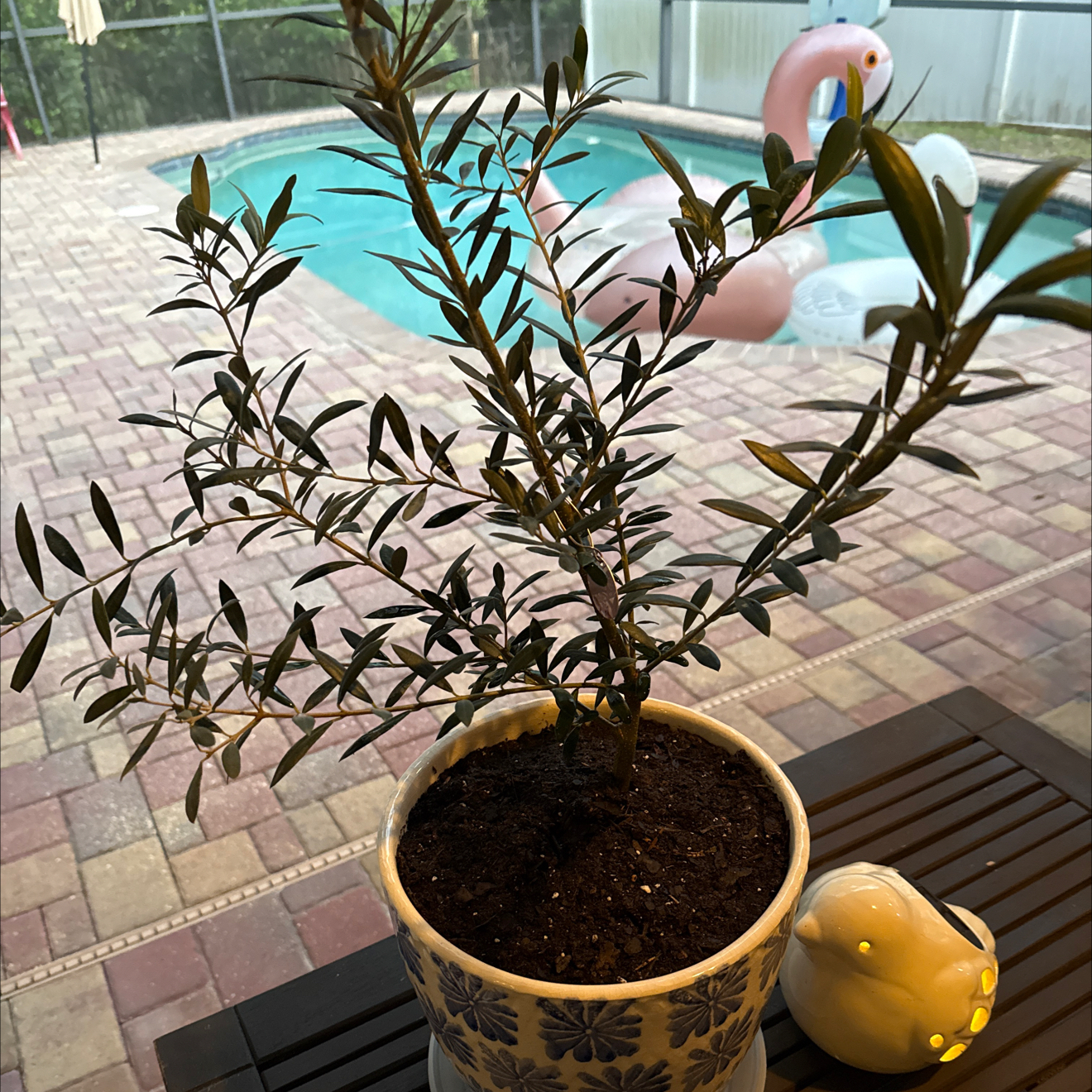 Photo of the plant species Arbequina Olive Tree by @Neatundertaker named Olivia on Greg, the plant care app