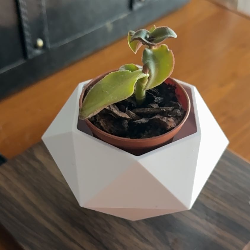 Photo of the plant species Compact Jade by @Neatundertaker named Ruah on Greg, the plant care app