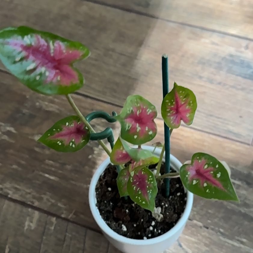 Photo of the plant species Red Flash Angel Wings by @Neatundertaker named Rubra on Greg, the plant care app