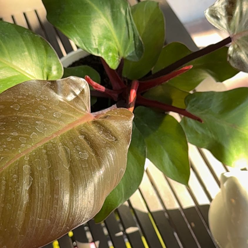Photo of the plant species McColley's Finale by @Neatundertaker named McKinley on Greg, the plant care app