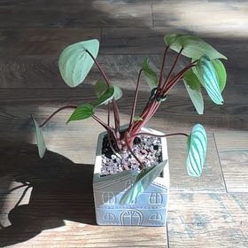 Photo of the plant species Variegated Watermelon Peperomia by @Neatundertaker named Patilla on Greg, the plant care app