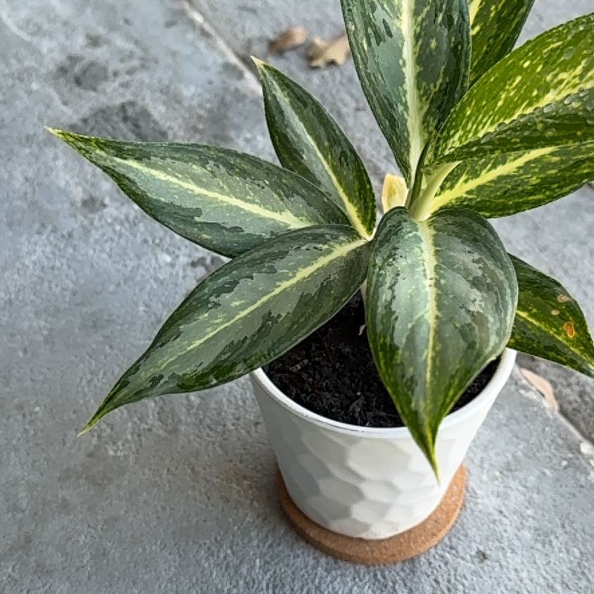 Photo of the plant species White Rain Chinese Evergreen by @Neatundertaker named Lluvia on Greg, the plant care app