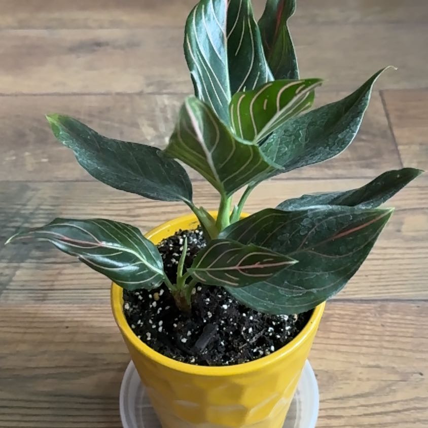 Photo of the plant species Chocolate Aglaonema by @Neatundertaker named Red Vein on Greg, the plant care app