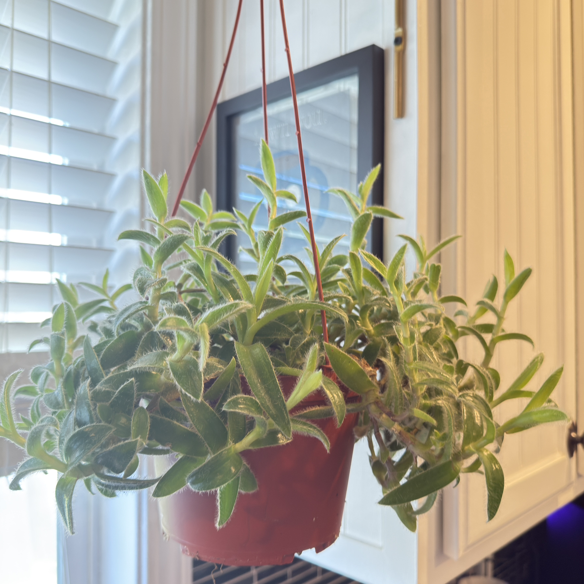 Photo of the plant species Kitten Ears by @HeroShingleoak named Escobar on Greg, the plant care app