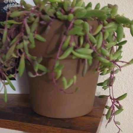 String of Rubies Plant Care: Water, Light, Nutrients