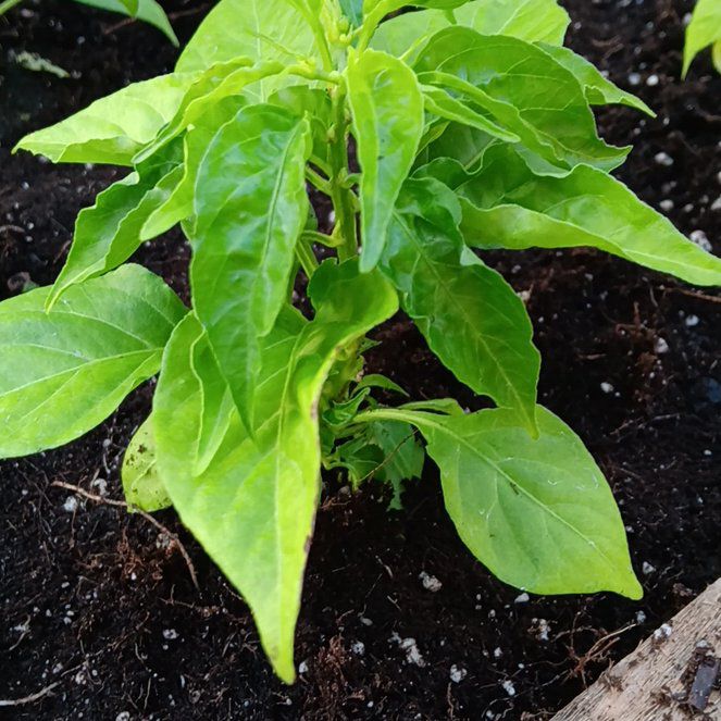 Plant care for Chinese Habanero on Greg, the plant care app