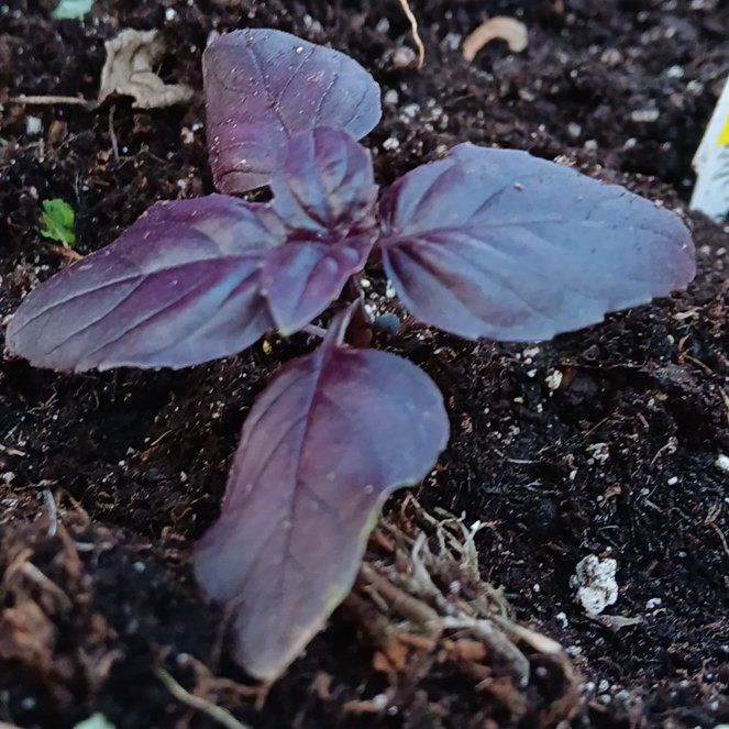 Photo of the plant species Dark Opal Basil by @StephAgosta named Elle on Greg, the plant care app