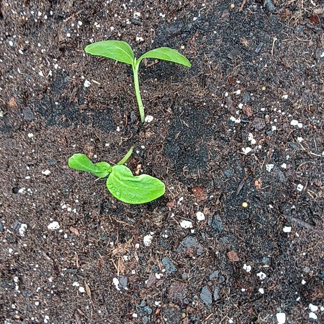 Photo of the plant species Cucumber by @StephAgosta named Tolkien on Greg, the plant care app