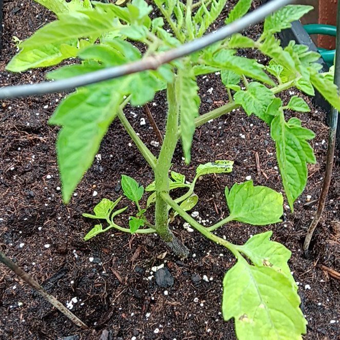 Photo of the plant species San Marzano Redorta Tomato by @StephAgosta named Kylie on Greg, the plant care app