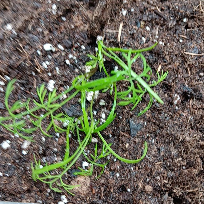 Photo of the plant species Bouquet Dill by @StephAgosta named Athena on Greg, the plant care app