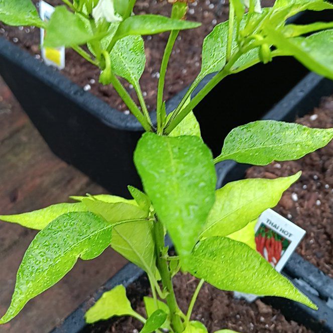 Photo of the plant species Thai Hot Pepper by @StephAgosta named Gaga on Greg, the plant care app
