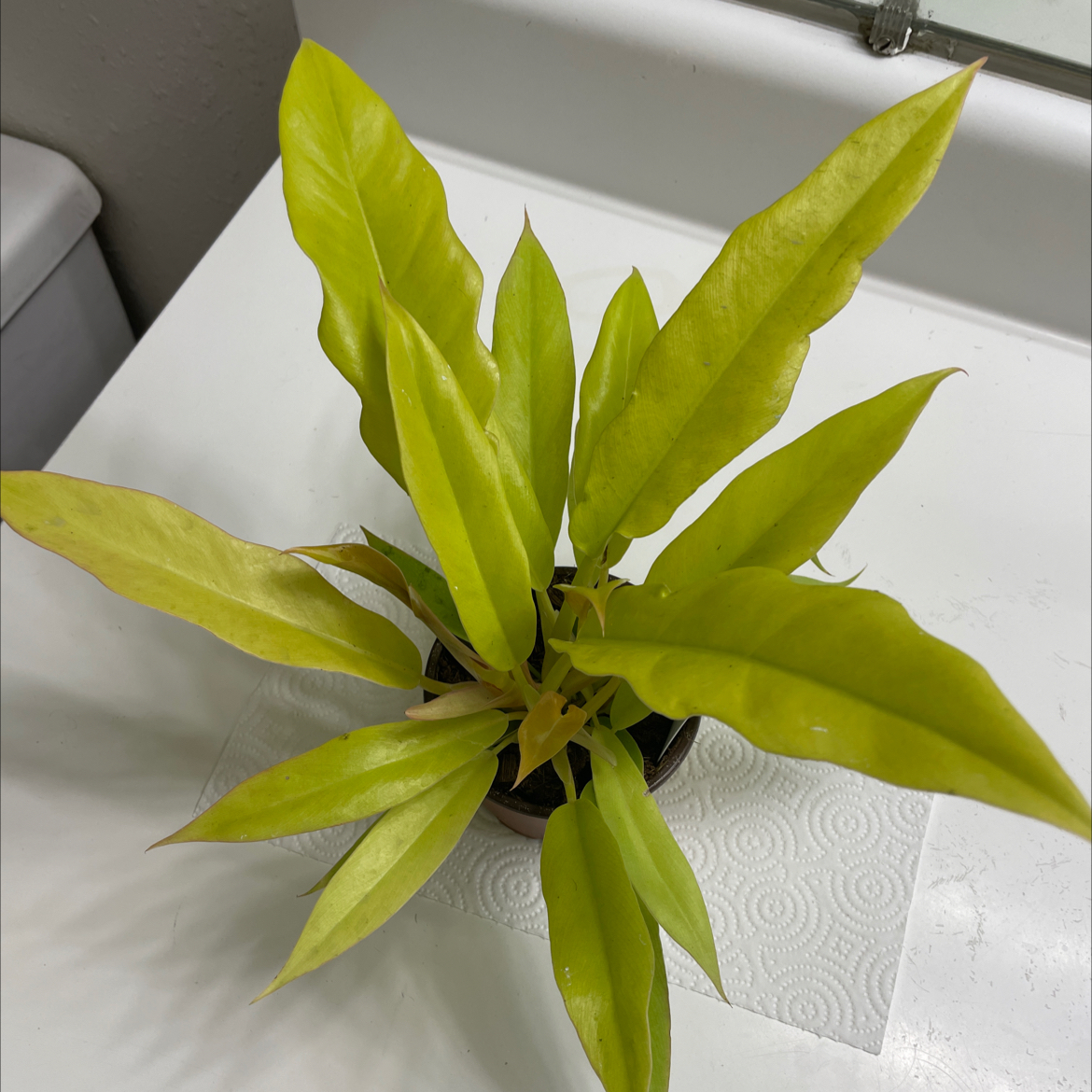 Golden Crocodile plant with elongated yellow-green leaves in a pot on a white surface.