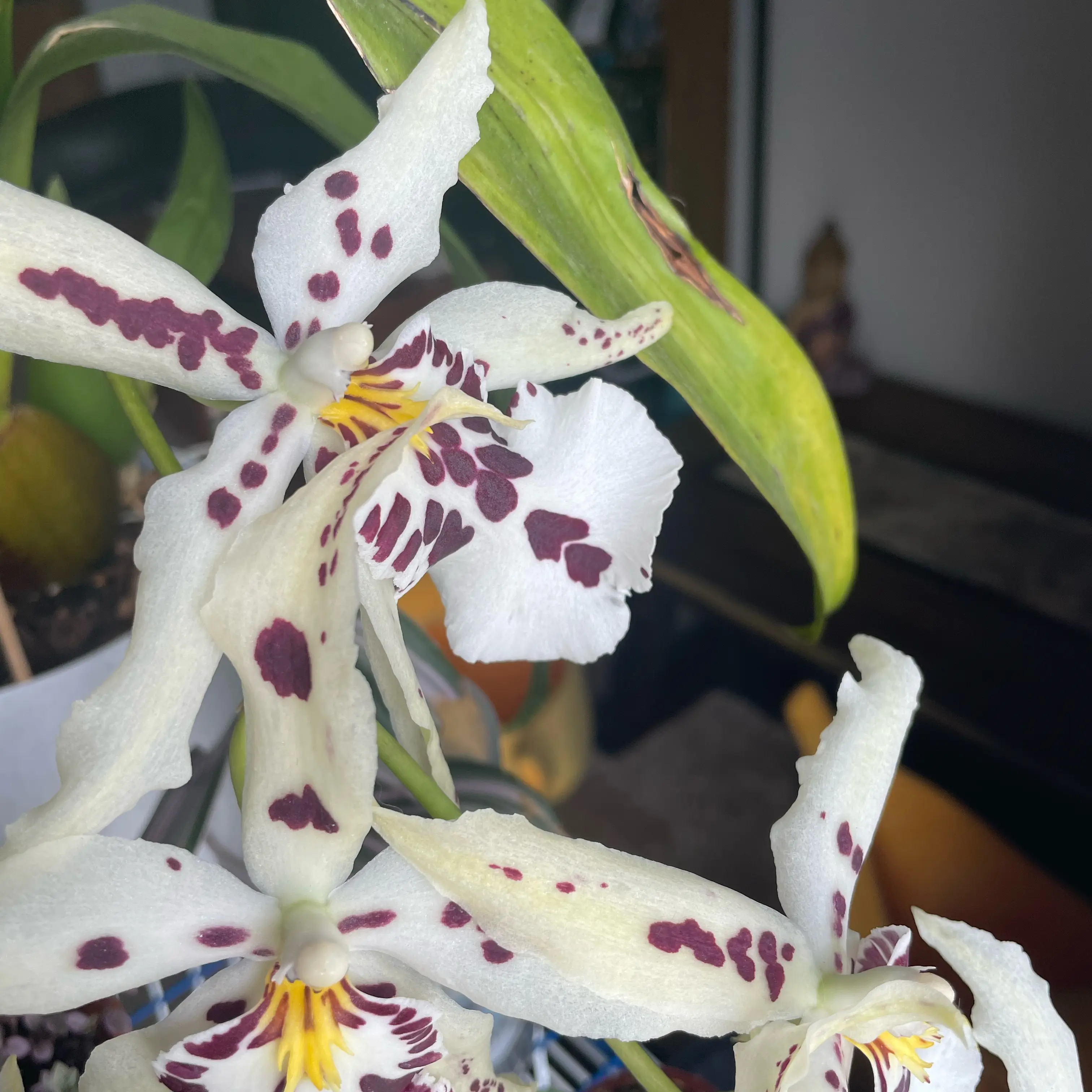 Photo of the plant species Beallara 'Snowblind Sweet Spots' by @SubtleGalega named Eva on Greg, the plant care app