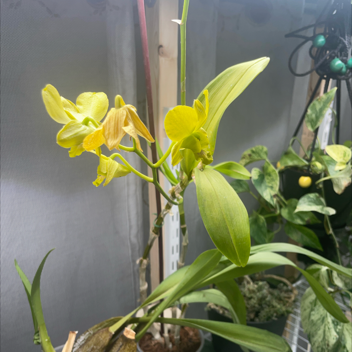 Photo of the plant species Uwani Mist Orchid by @SubtleGalega named Denny (Dendrobium) on Greg, the plant care app
