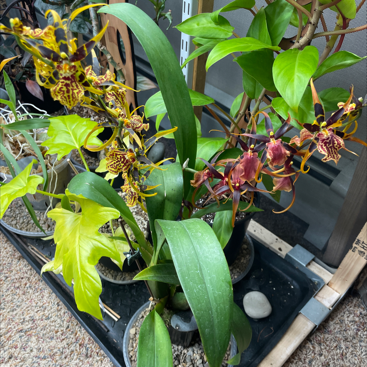 Photo of the plant species Brascidostele 'Gilded Tower Mystic Maze' by @SubtleGalega named Brandi on Greg, the plant care app