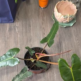 Photo of the plant species Philodendron 'Black Billietae' by @SubtleGalega named Black Phillip on Greg, the plant care app