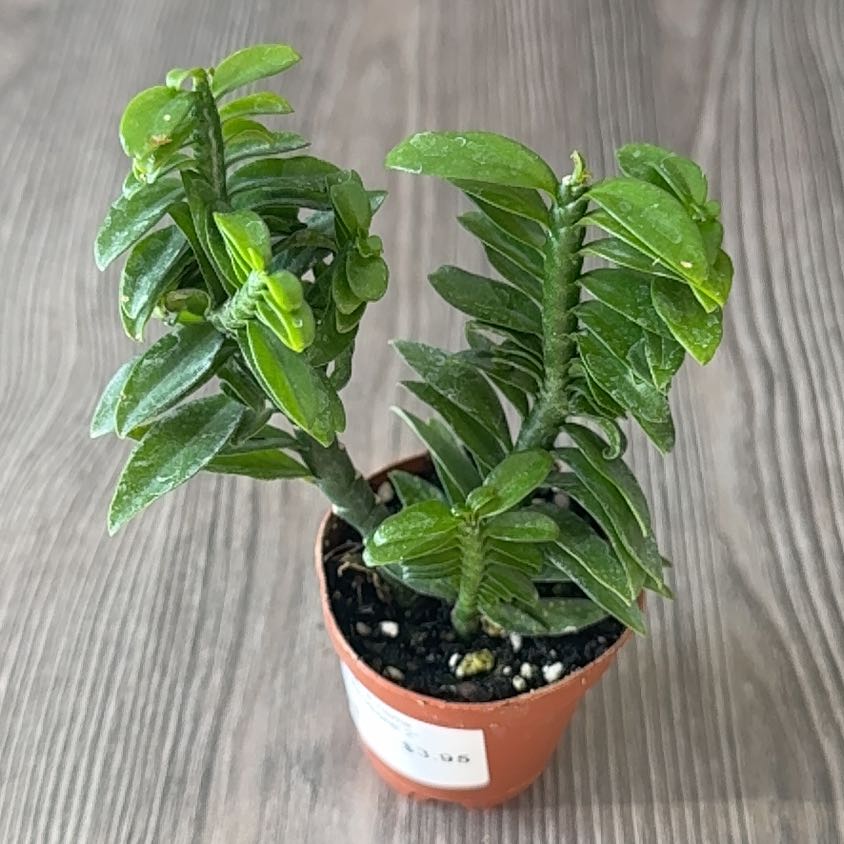 Photo of the plant species devil's backbone by @SubtleGalega named Beelzebub on Greg, the plant care app