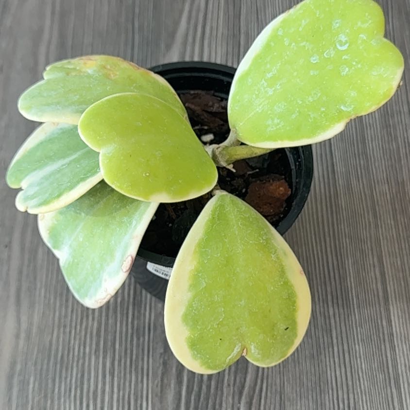 Photo of the plant species Splash Sweetheart Hoya by @SubtleGalega named Jessica Alba on Greg, the plant care app