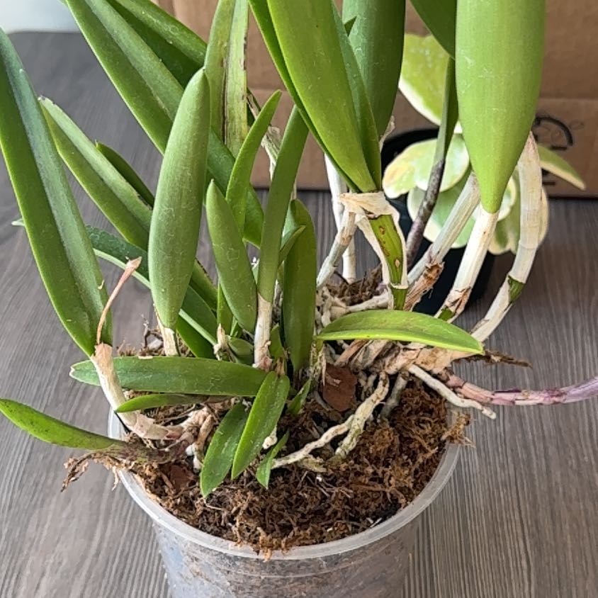 Photo of the plant species Brassavola Orchid by @SubtleGalega named Brassavola on Greg, the plant care app