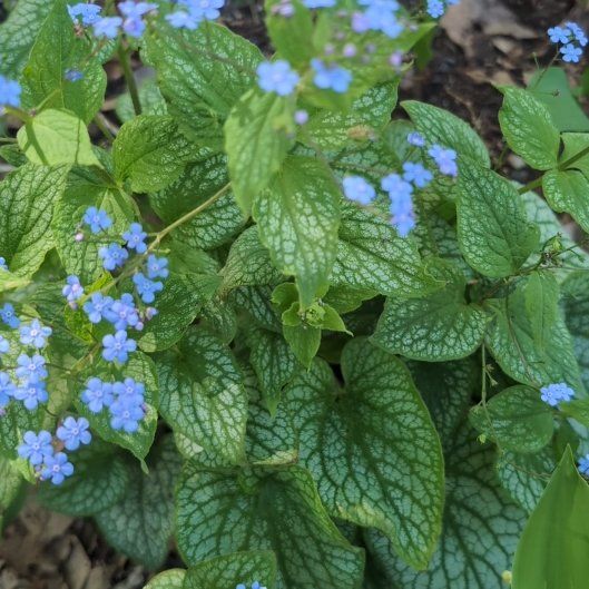 Photo of the plant species False Forget-Me-Not by @ZestySagebush named Khaleesi on Greg, the plant care app