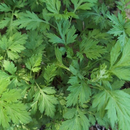 Photo of the plant species Columbia River Wormwood by @ZestySagebush named Bodhi on Greg, the plant care app
