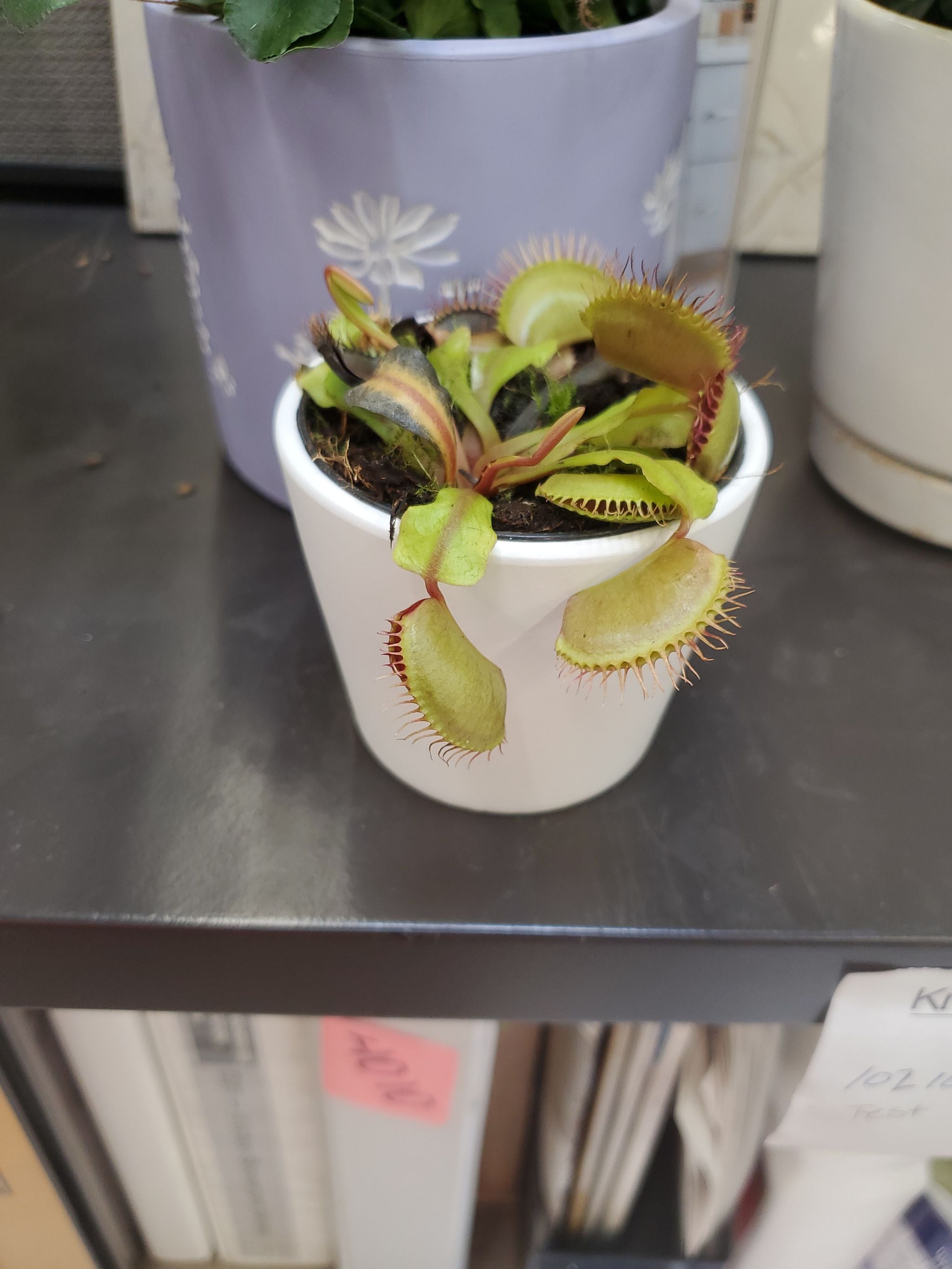 Why Are There Black Spots on My Venus Flytrap B52 Leaves? 🪰