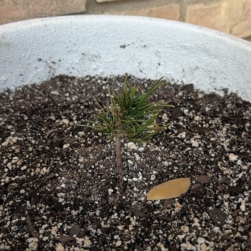 Photo of the plant species Whitebark Pine by @ChirpyBeebalm named Sherlock on Greg, the plant care app