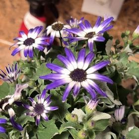 Photo of the plant species Senetti by @KindGlueseed named Pax on Greg, the plant care app
