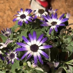 Photo of the plant species Senetti Dark Violet by @KindGlueseed named Orwell on Greg, the plant care app