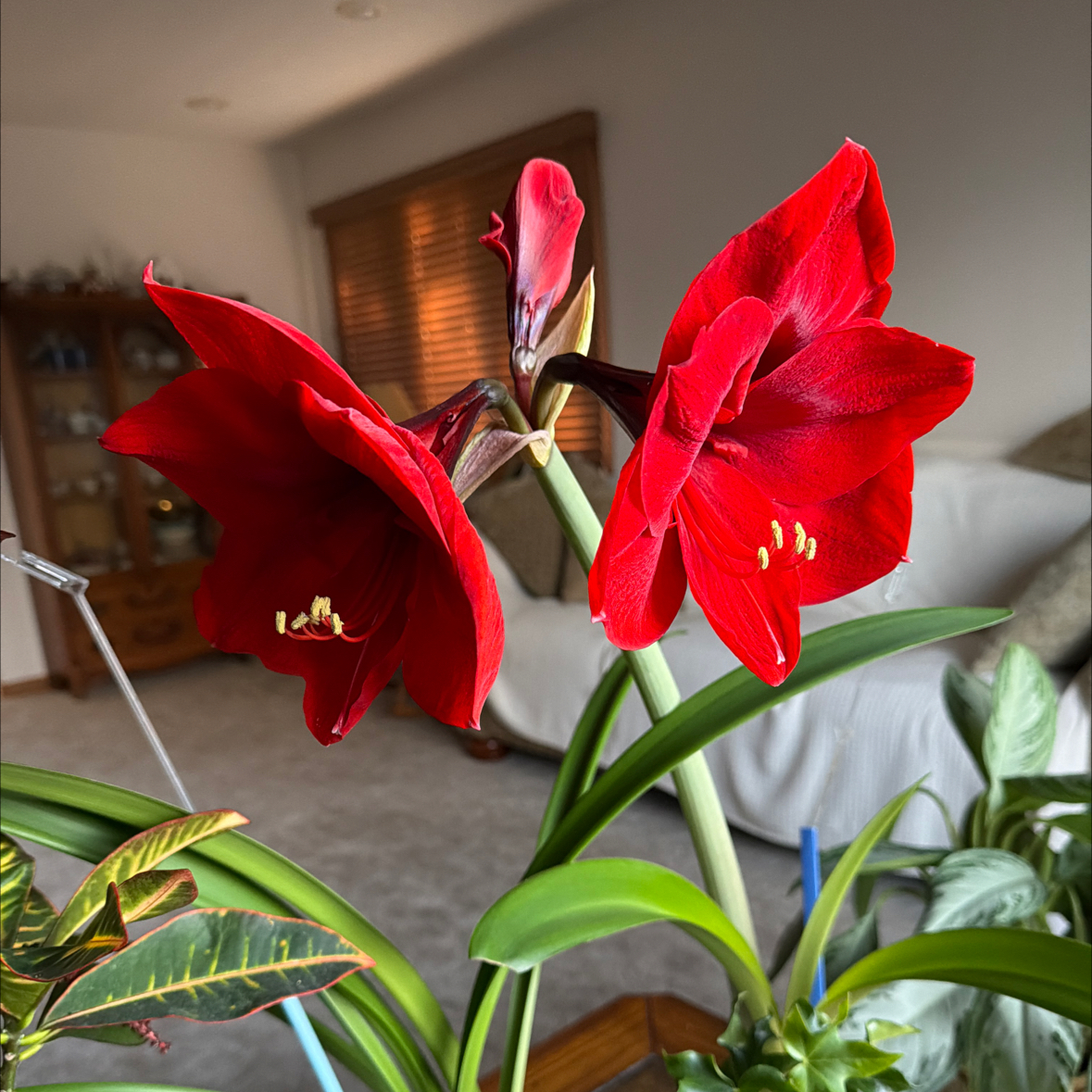 Photo of the plant species Dragon Amaryllis by @LightElkclover named Prince on Greg, the plant care app