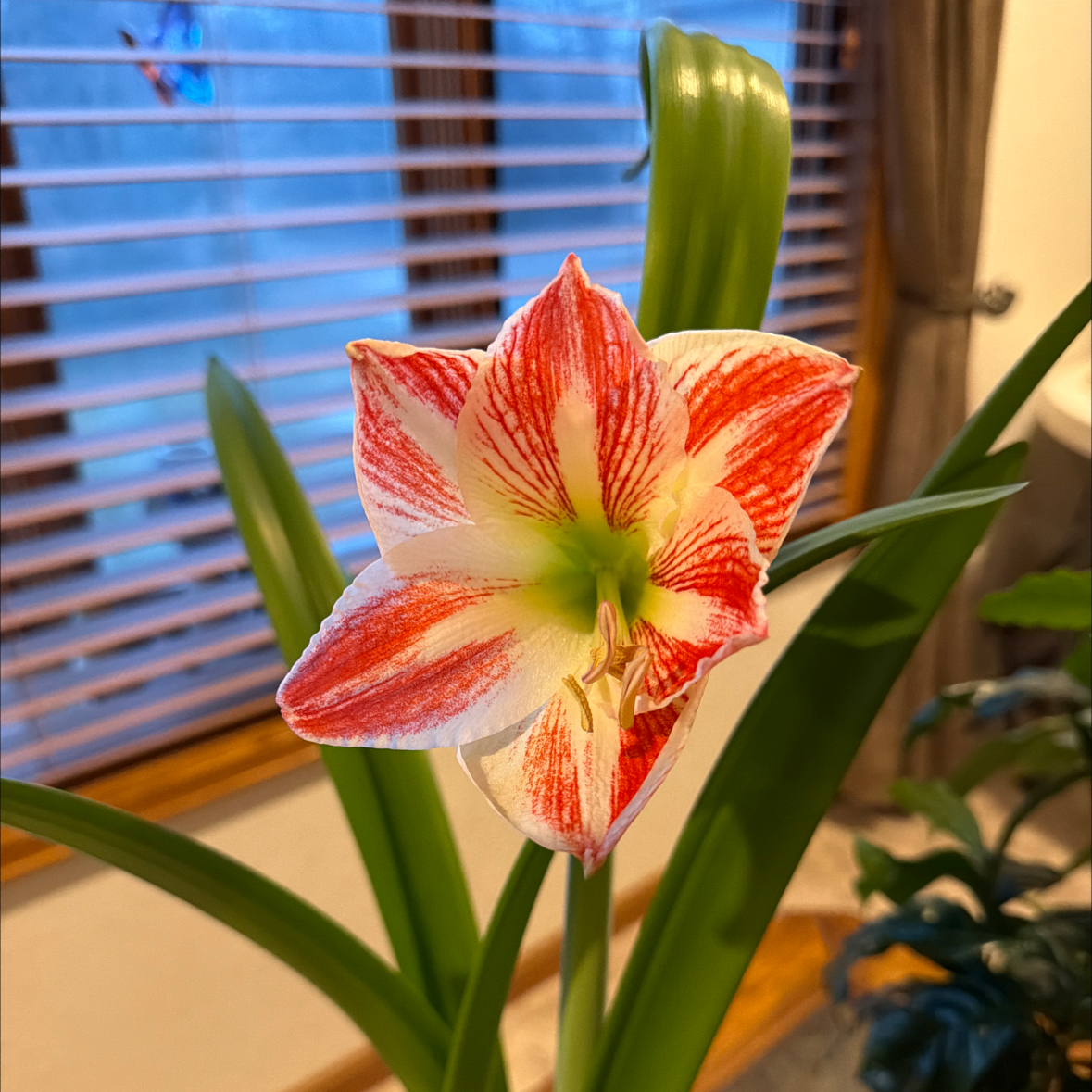 Photo of the plant species Amaryllis 'Glee' by @LightElkclover named Harry on Greg, the plant care app