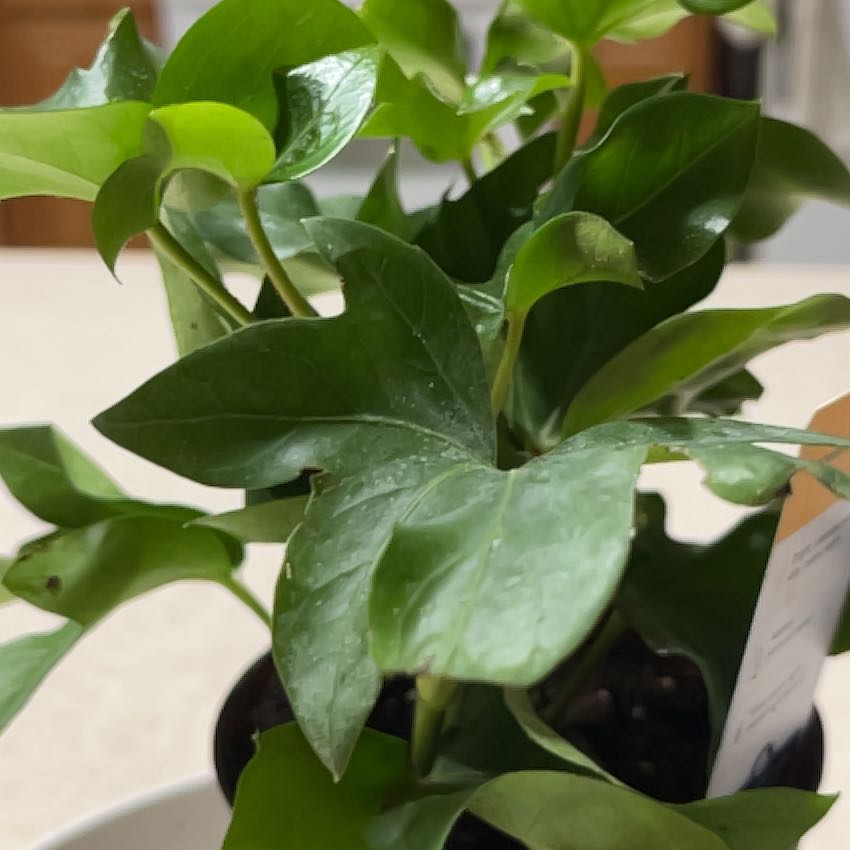 Photo of the plant species Ivy Tree by @LightElkclover named Sherlock on Greg, the plant care app