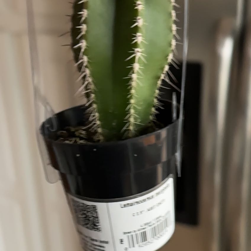 Photo of the plant species Lemaireocereus marginata by @ReveredRedash named Jeff on Greg, the plant care app
