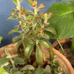 Plant care for chocolate soldiek succulent on Greg, the plant care app