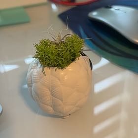 Photo of the plant species Tillandsia by @TutorCapeivy named Planty on Greg, the plant care app