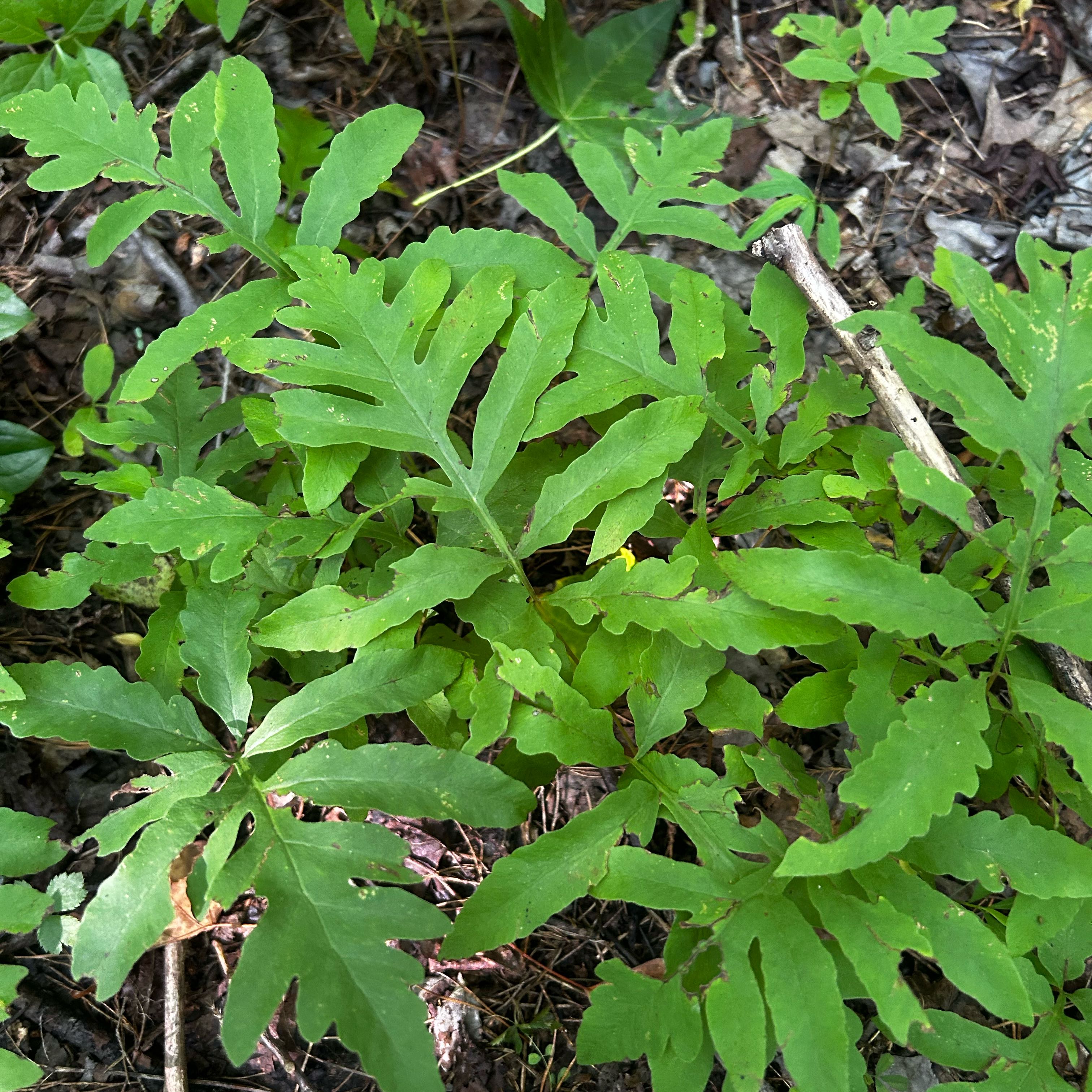 Photo of the plant species Sensitive Fern by @GladMatagouri named Austen on Greg, the plant care app
