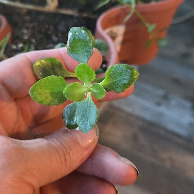 Photo of the plant species Neverdie Kalanchoe by @DarkAngel named Zion on Greg, the plant care app