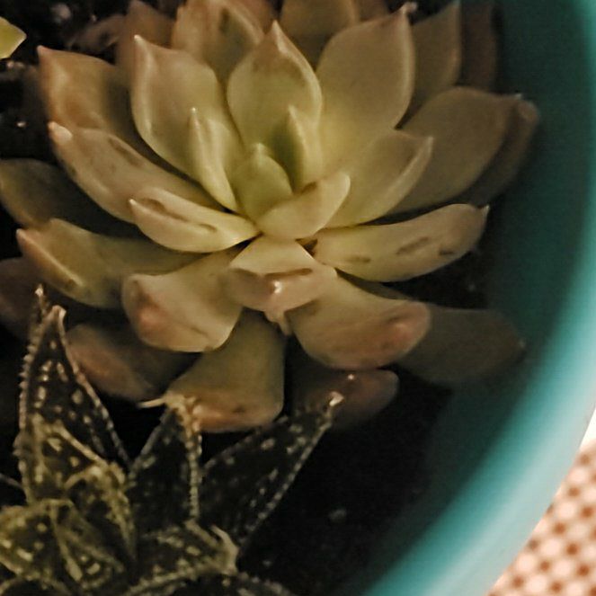 Photo of the plant species Echeveria 'Dark Elf' by @FerventTeatree named Pax on Greg, the plant care app