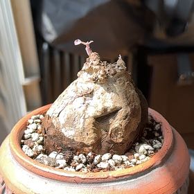 Photo of the plant species Stephania 'Nova' by @MeteoricGreen named Nova on Greg, the plant care app