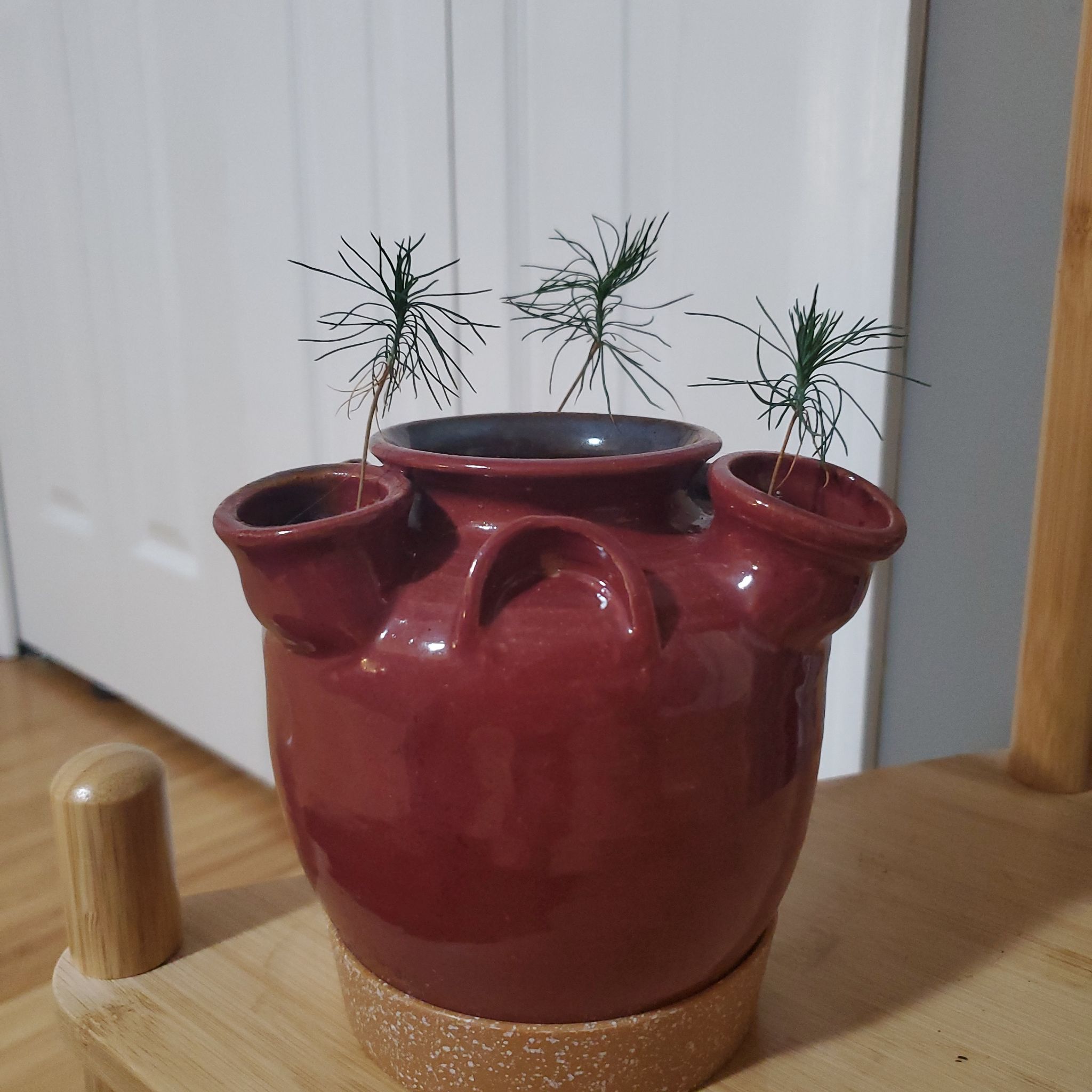 What Are The Bugs on My Eastern White Pine? 🐛
