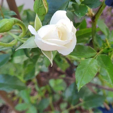 Photo of the plant species Evergreen Rose by @LoyallyNinebark named Baesil on Greg, the plant care app