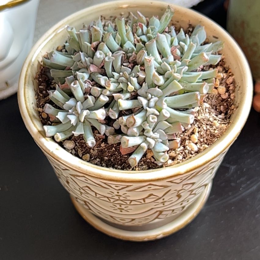Photo of the plant species Echeveria ‘Trumpet Pinky’ by @ChaChaOasis named Luna on Greg, the plant care app