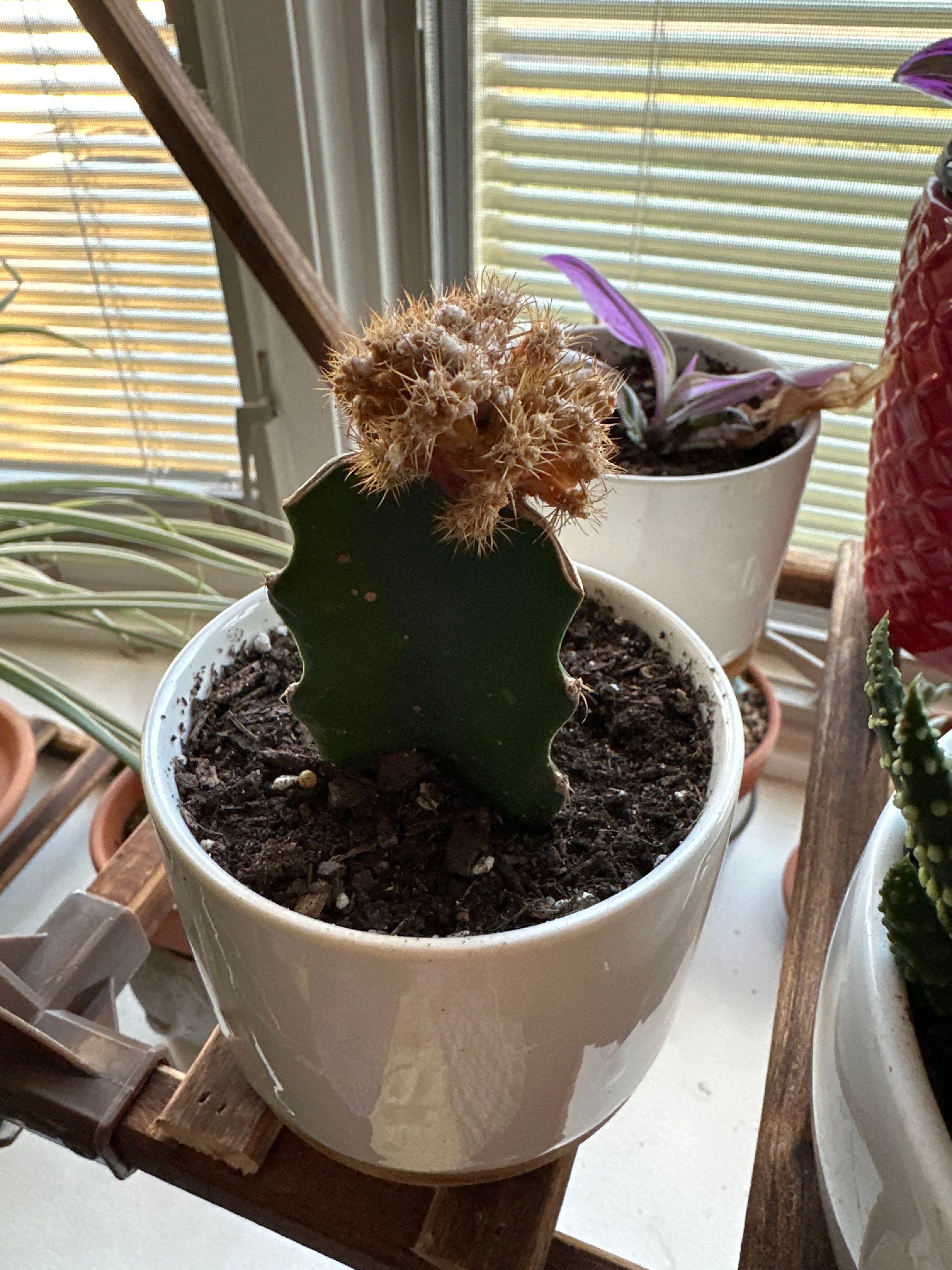🌵 Top 10 Signs Your Bercht's Chin Cactus Has Flower Problems