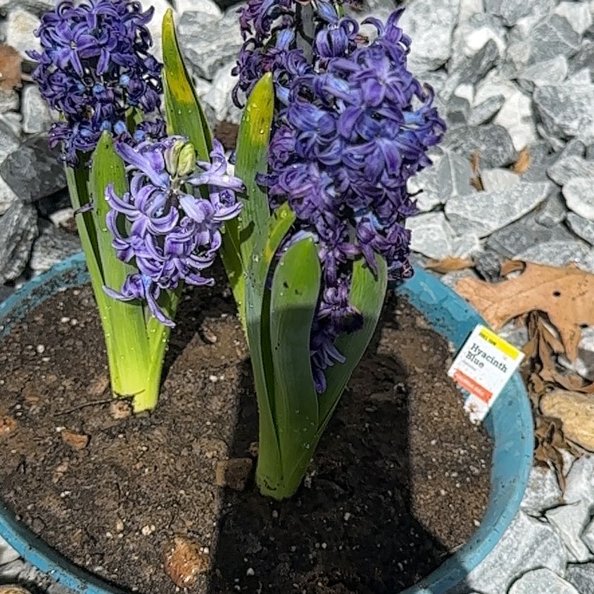 Photo of the plant species Hyacinth 'Happy' by @CherishedSedge named ChloroPhil on Greg, the plant care app