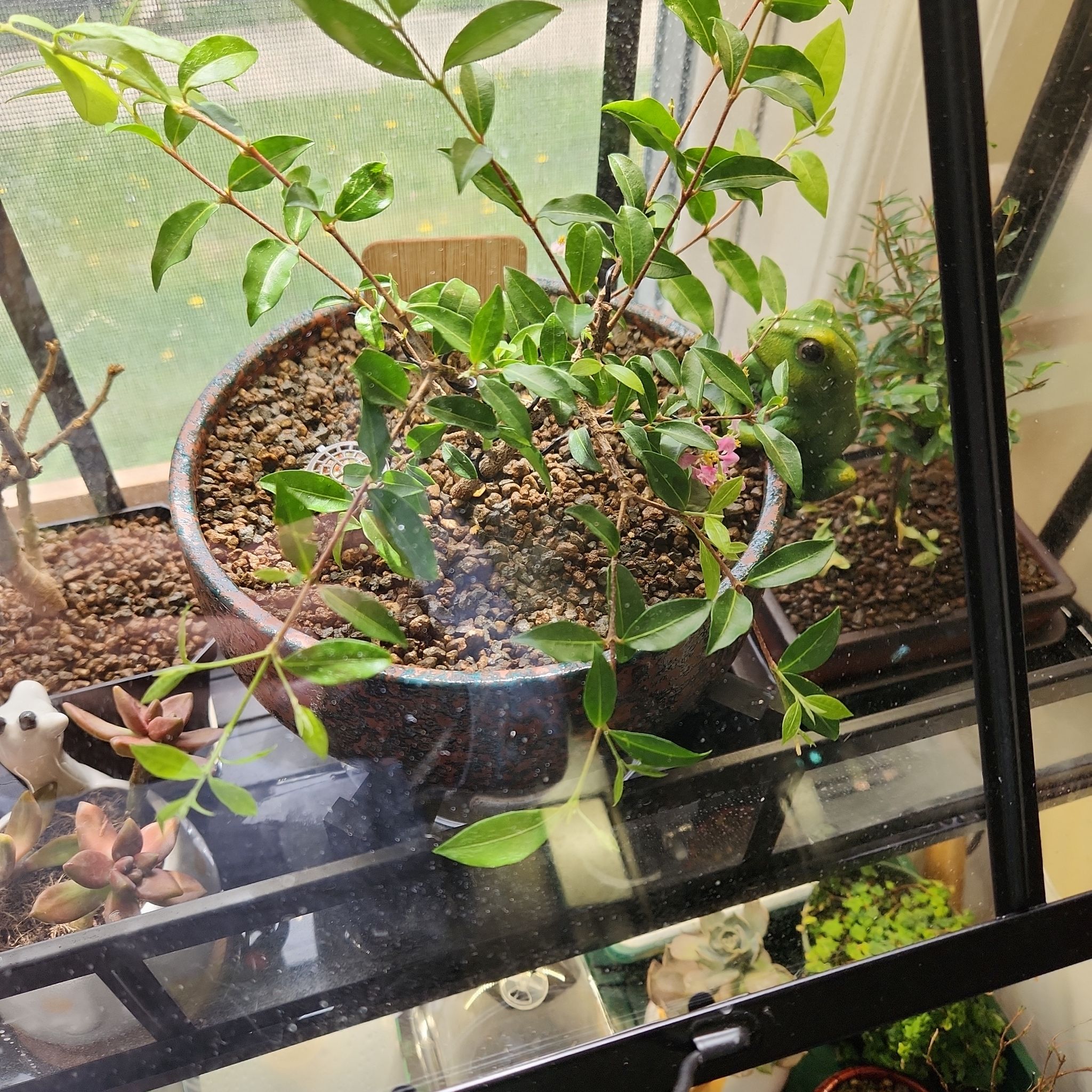 Potted Barbados Cherry plant indoors near a window with healthy green leaves.